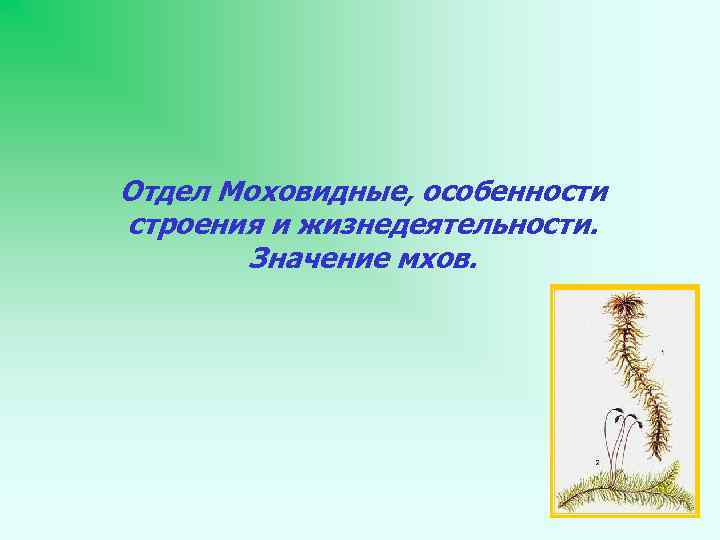 Отдел Моховидные, особенности строения и жизнедеятельности. Значение мхов. 