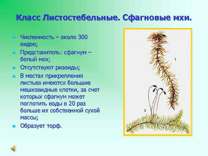 Класс Листостебельные. Сфагновые мхи. n n n Численность – около 300 видов; Представитель: сфагнум