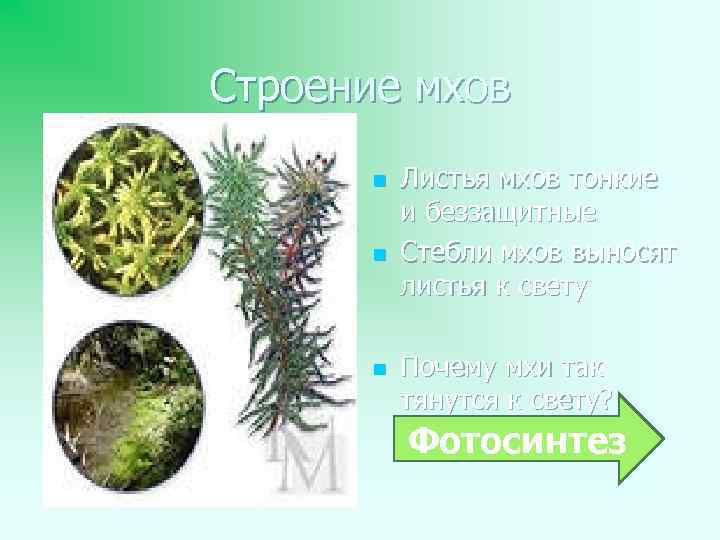 Строение мхов n n n Листья мхов тонкие и беззащитные Стебли мхов выносят листья