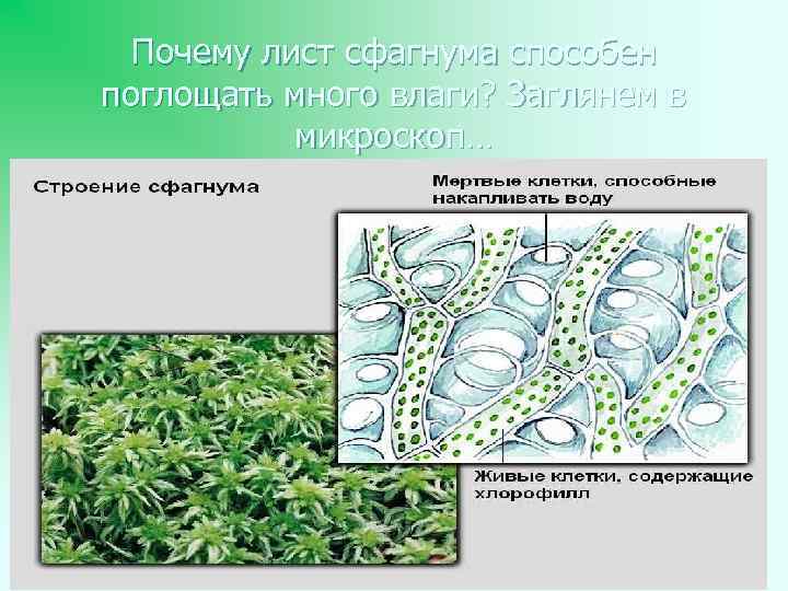 Хромосомный набор клеток листа сфагнума. Лист мха сфагнума под микроскопом. Микроскопическое строение листьев сфагнума. Внутреннее строение листа сфагнума. Хлорофиллоносные клетки сфагнума.