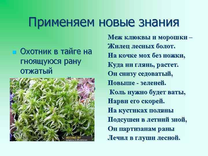 Применяем новые знания n Охотник в тайге на гноящуюся рану отжатый подсушенный мох. Что