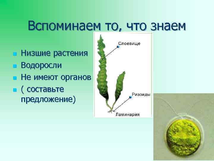 Водоросли имеют органы. Строение низших растений. Строение низших водорослей. Низшие растения. Водоросли низшие растения.