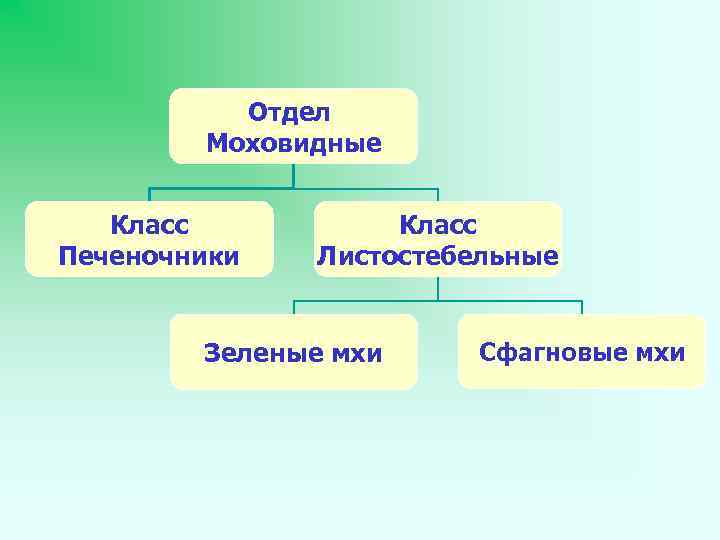 Отдел Моховидные Класс Печеночники Класс Листостебельные Зеленые мхи Сфагновые мхи 