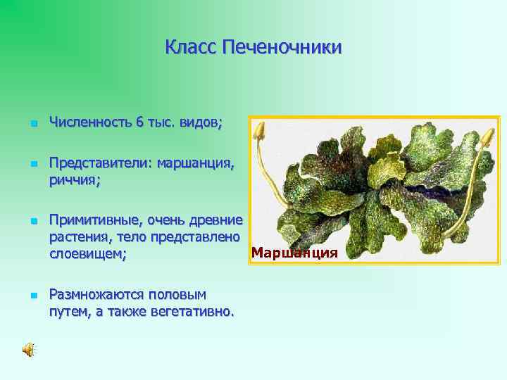 Класс Печеночники n n Численность 6 тыс. видов; Представители: маршанция, риччия; Примитивные, очень древние
