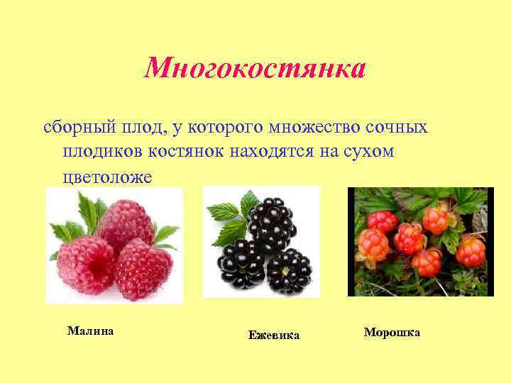  Многокостянка сборный плод, у которого множество сочных плодиков костянок находятся на сухом цветоложе