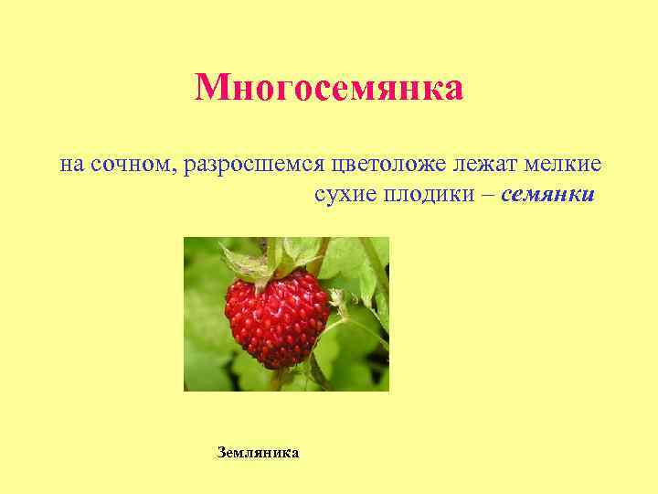 Многосемянка на сочном, разросшемся цветоложе лежат мелкие сухие плодики – семянки Земляника 