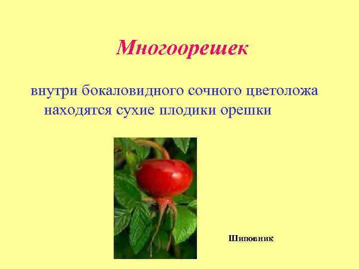  Многоорешек внутри бокаловидного сочного цветоложа находятся сухие плодики орешки Шиповник 