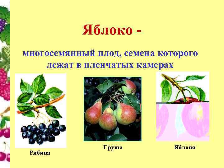 Яблоко односемянный плод