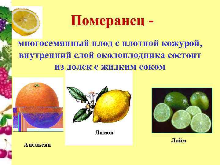 Назовите сочные плоды. Апельсин многосемянный или односемянный. Сочные многосемянные плоды померанец. Лайм односемянный или многосемянный плод. Сочные плоды односемянные и многосемянные.