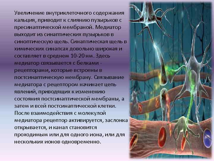  Увеличение внутриклеточного содержания кальция, приводит к слиянию пузырьков с пресинаптической мембраной. Медиатор выходит