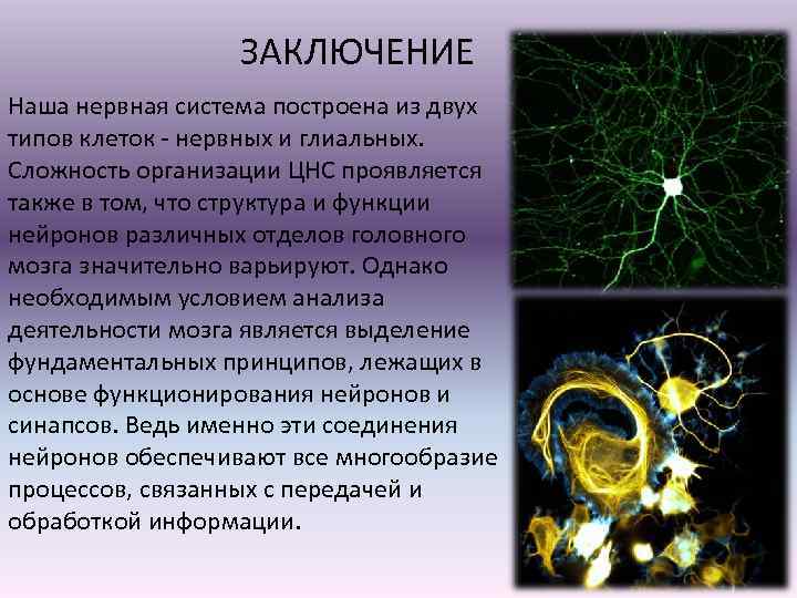 ЗАКЛЮЧЕНИЕ Наша нервная система построена из двух типов клеток - нервных и глиальных. Сложность