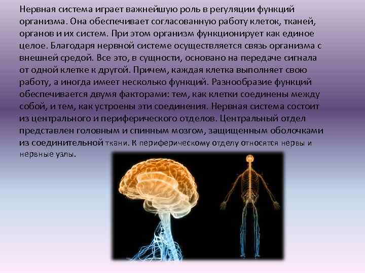 Системы играющей ведущую роль. Роль нервной системы в регуляции функций организма. Нервная регуляция функций всех органов и тканей организма. Нервная система в регуляции развития человека. Регуляторная функция нервной системы.