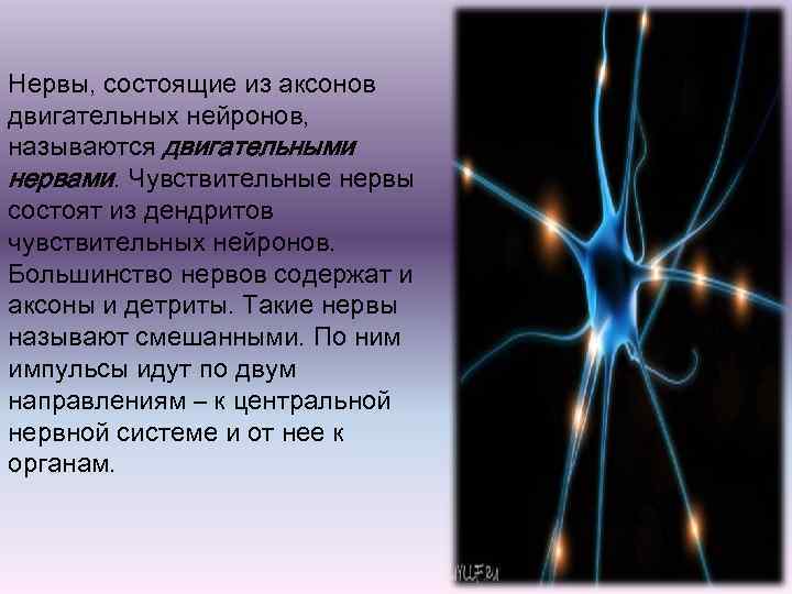 Нервы, состоящие из аксонов двигательных нейронов, называются двигательными нервами. Чувствительные нервы состоят из дендритов