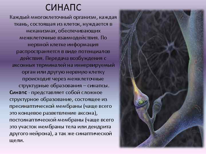 СИНАПС Каждый многоклеточный организм, каждая ткань, состоящая из клеток, нуждается в механизмах, обеспечивающих межклеточные