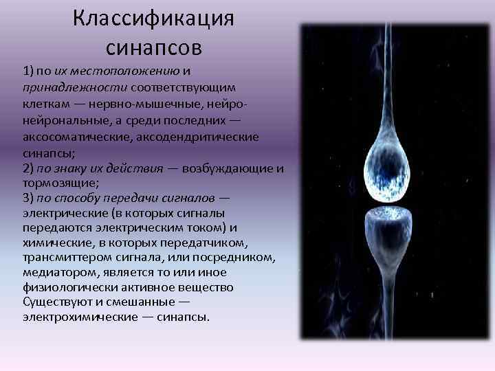 Классификация синапсов 1) по их местоположению и принадлежности соответствующим клеткам — нервно-мышечные, нейрональные, а