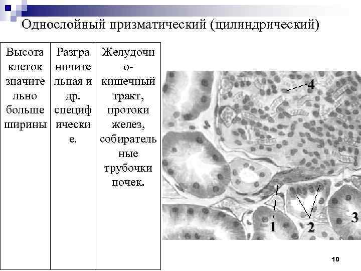 Однослойный призматический (цилиндрический) Высота клеток значите льно больше ширины Разгра Желудочн ничите ольная и