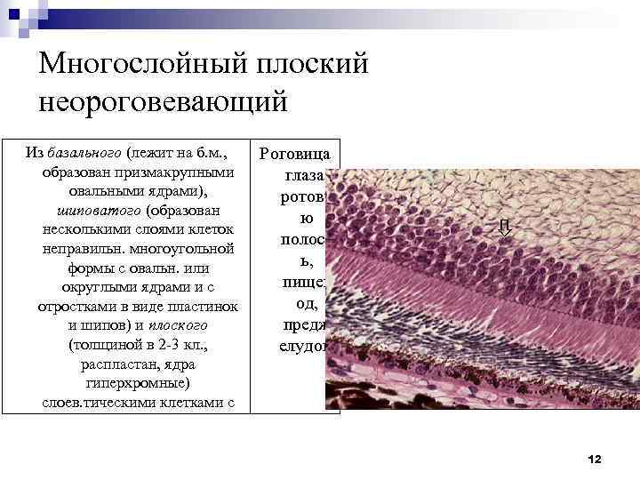 Многослойный плоский неороговевающий Из базального (лежит на б. м. , образован призмакрупными овальными ядрами),