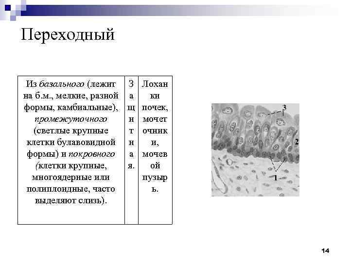 Переходный Из базального (лежит З Лохан на б. м. , мелкие, разной а ки