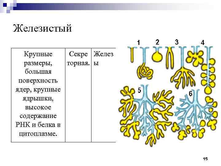 Железистый Крупные Секре Желез размеры, торная. ы большая поверхность ядер, крупные ядрышки, высокое содержание