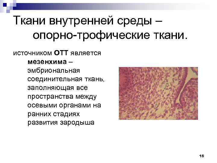 Ткани внутренней среды – опорно-трофические ткани. источником ОТТ является мезенхима – эмбриональная соединительная ткань,