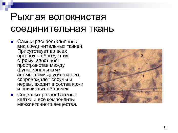 Рыхлая волокнистая соединительная ткань n n Самый распространенный вид соединительных тканей. Присутствует во всех