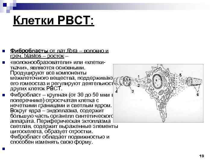 Клетки РВСТ: n n n Фибробласты от лат. fibra – волокно и греч. blastos