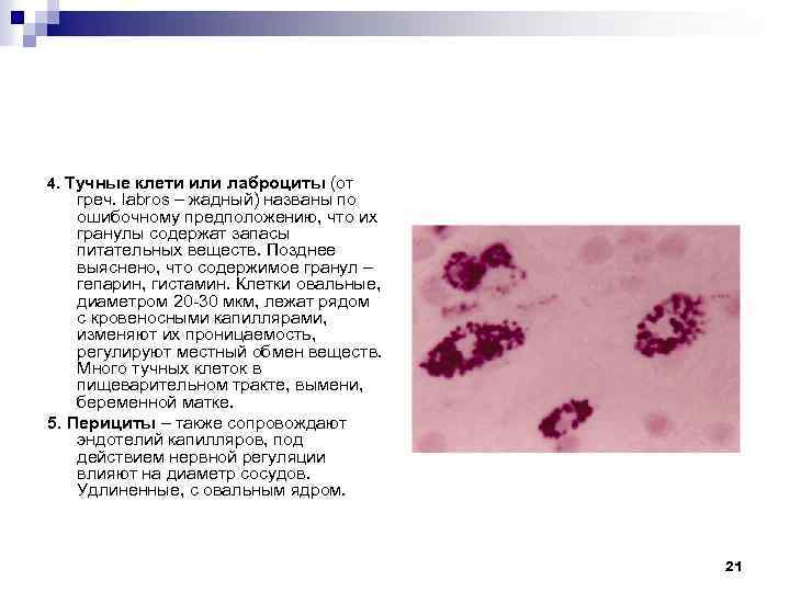 4. Тучные клети или лаброциты (от греч. labros – жадный) названы по ошибочному предположению,
