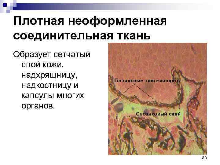 Плотная неоформленная соединительная ткань Образует сетчатый слой кожи, надхрящницу, надкостницу и капсулы многих органов.