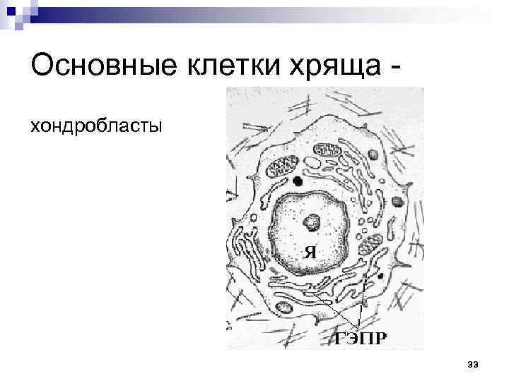 Основные клетки хряща хондробласты 33 