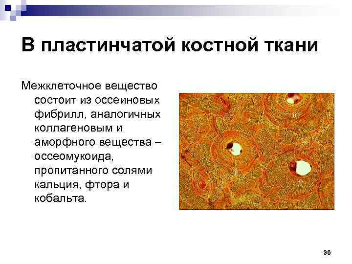 В пластинчатой костной ткани Межклеточное вещество состоит из оссеиновых фибрилл, аналогичных коллагеновым и аморфного