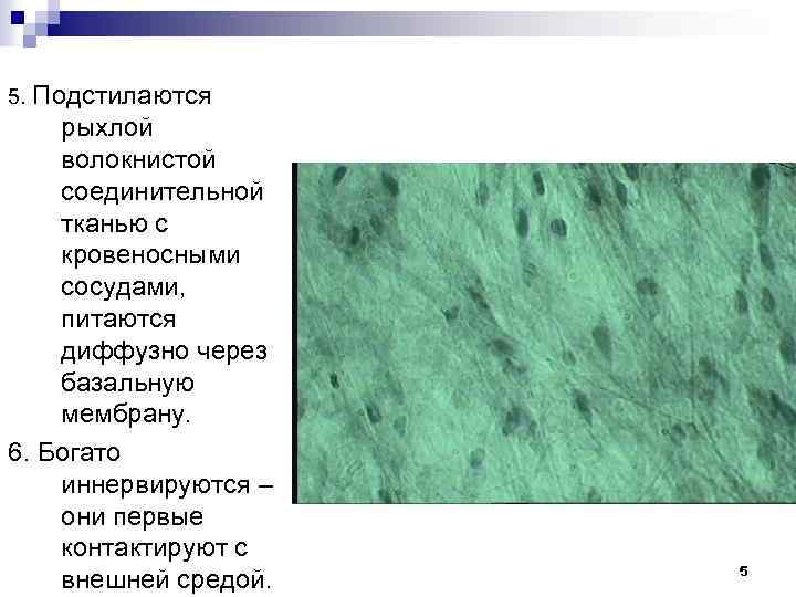 5. Подстилаются рыхлой волокнистой соединительной тканью с кровеносными сосудами, питаются диффузно через базальную мембрану.