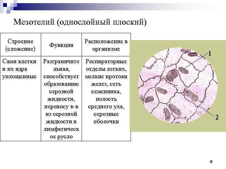 Мезотелий (однослойный плоский) Строение (сложение) Сами клетки и их ядра уплощенные Функция Расположение в