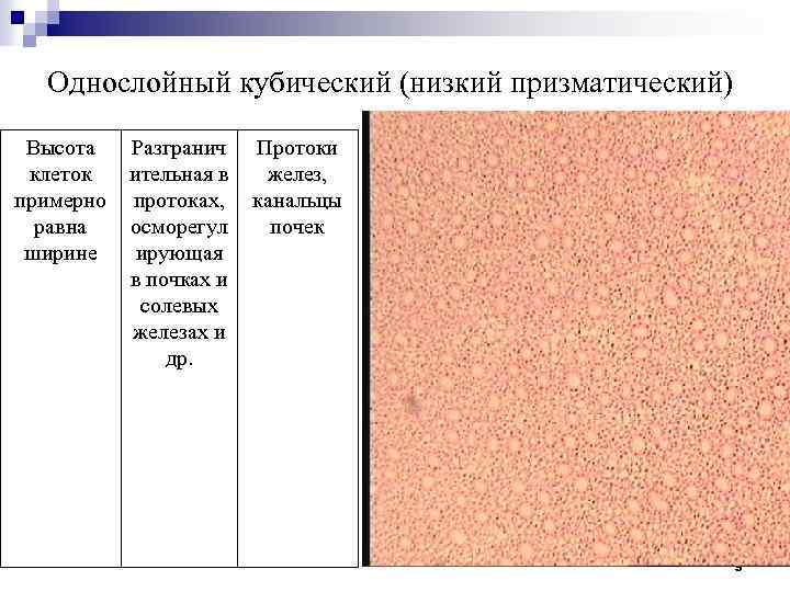 Однослойный кубический (низкий призматический) Высота клеток примерно равна ширине Разгранич ительная в протоках, осморегул