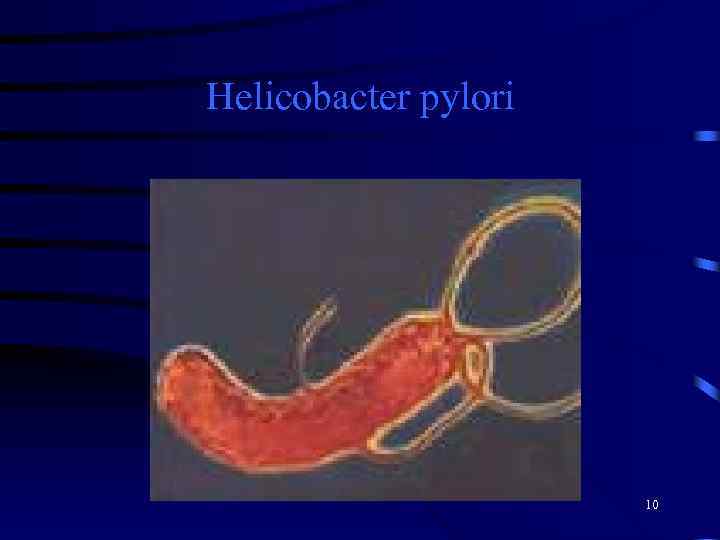 Helicobacter pylori 10 