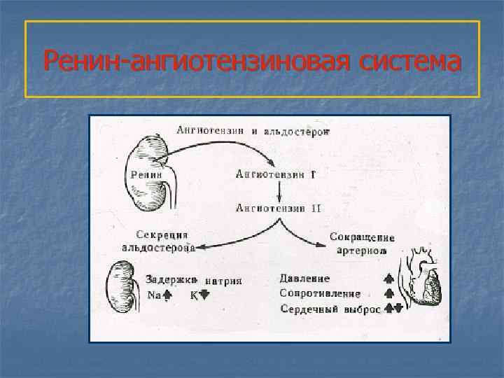 Ренин-ангиотензиновая система 