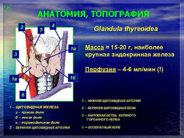 Анатомия 2 тома. Понятие о топографии в анатомии. Топография это в анатомии. Glandula thyroidea топографическая анатомия. Эндокринная железа ее топография и структура.