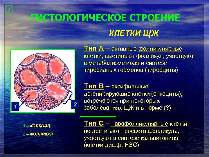 3 ГИСТОЛОГИЧЕСКОЕ СТРОЕНИЕ КЛЕТКИ ЩЖ Тип А – активные фолликулярные клетки, выстилают фолликул, участвуют