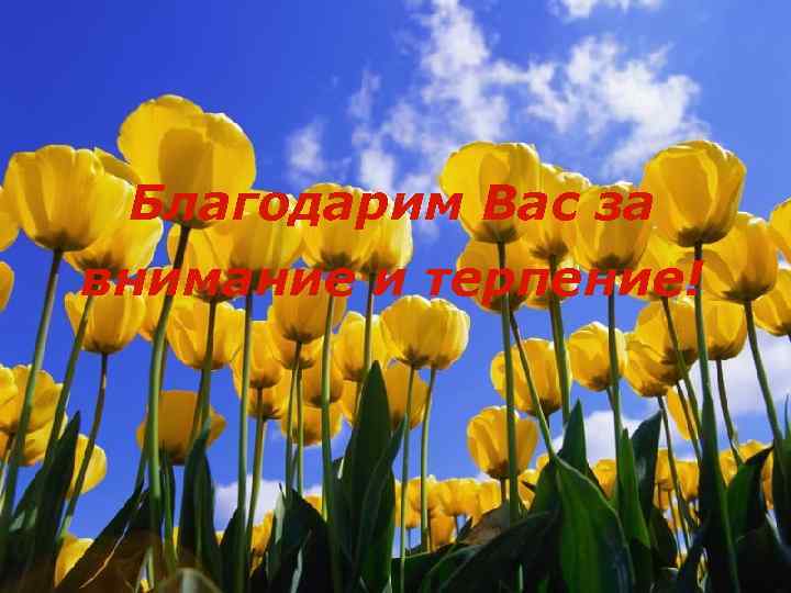 Благодарим Вас за внимание и терпение! 