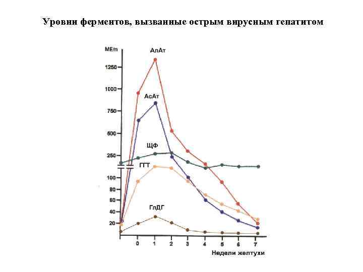 Уровни ферментов, вызванные острым вирусным гепатитом 