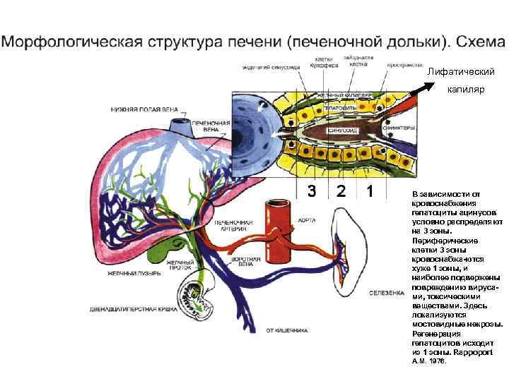 Лифатический капиляр В зависимости от кровоснабжения гепатоциты ацинусов условно распределяют на 3 зоны. Периферические