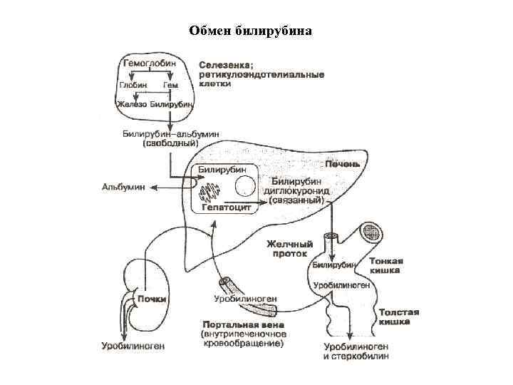 Обмен билирубина 