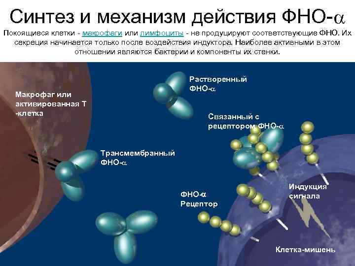 Синтез и механизм действия ФНО- Покоящиеся клетки - макрофаги или лимфоциты - не продуцируют