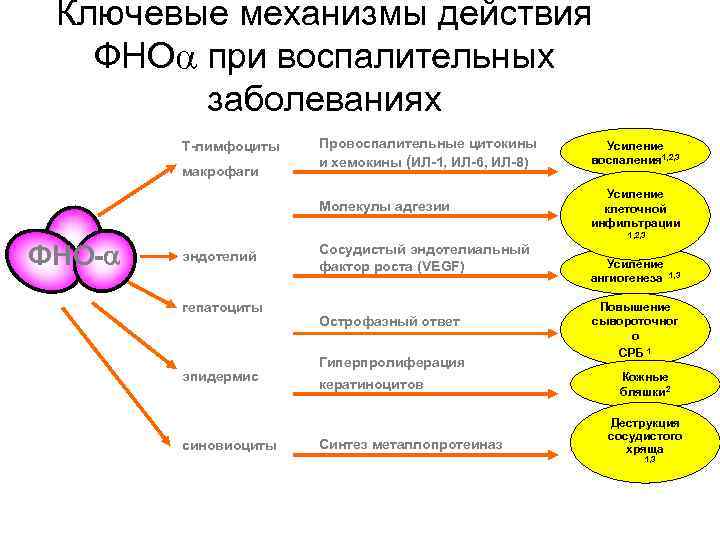 Тоналин и липотропный фактор схема