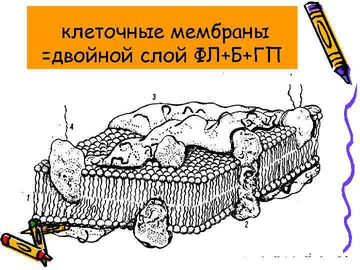 клеточные мембраны =двойной слой ФЛ+Б+ГП 