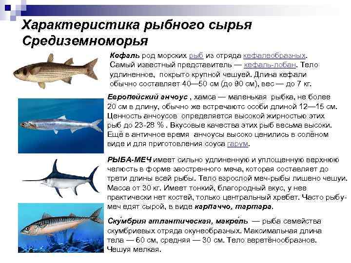 Характеристика рыбного сырья Средиземноморья Кефаль род морских рыб из отряда кефалеобразных. Самый известный представитель