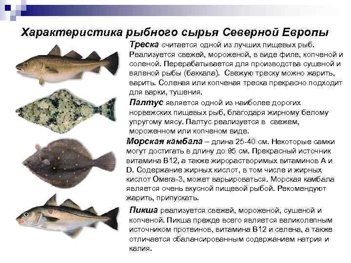 Характеристика рыбного сырья Северной Европы Треска считается одной из лучших пищевых рыб. Реализуется свежей,