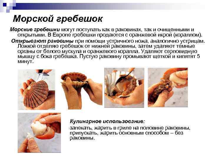 Морской гребешок Морские гребешки могут поступать как в раковинах, так и очищенными и открытыми.