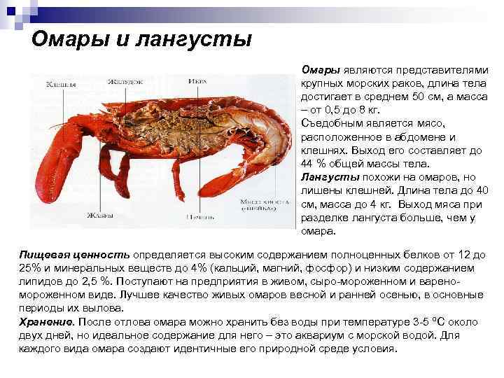 Омары и лангусты Омары являются представителями крупных морских раков, длина тела достигает в среднем