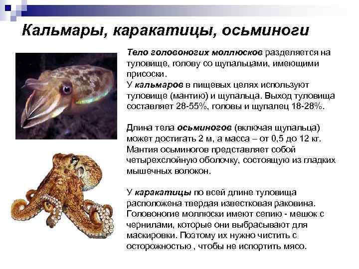 Кальмары, каракатицы, осьминоги Тело головоногих моллюсков разделяется на туловище, голову со щупальцами, имеющими присоски.