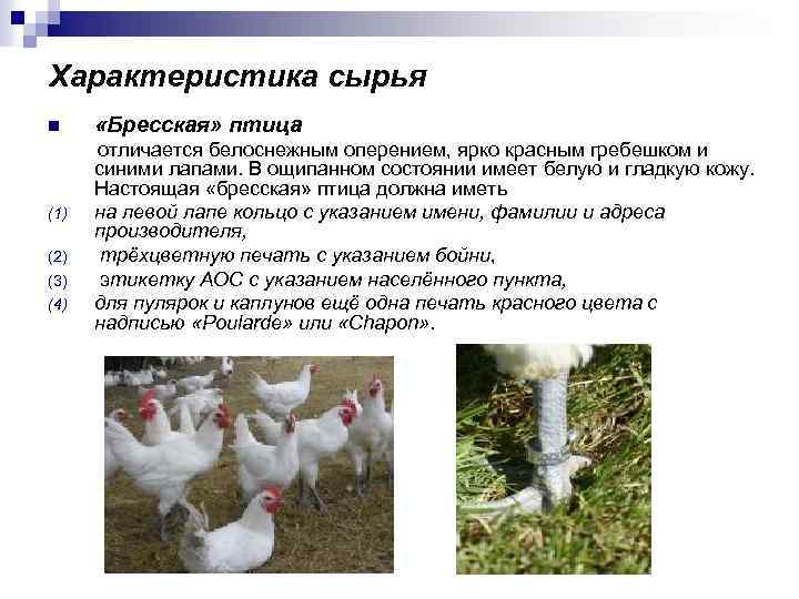 Характеристика сырья n «Бресская» птица отличается белоснежным оперением, ярко красным гребешком и синими лапами.